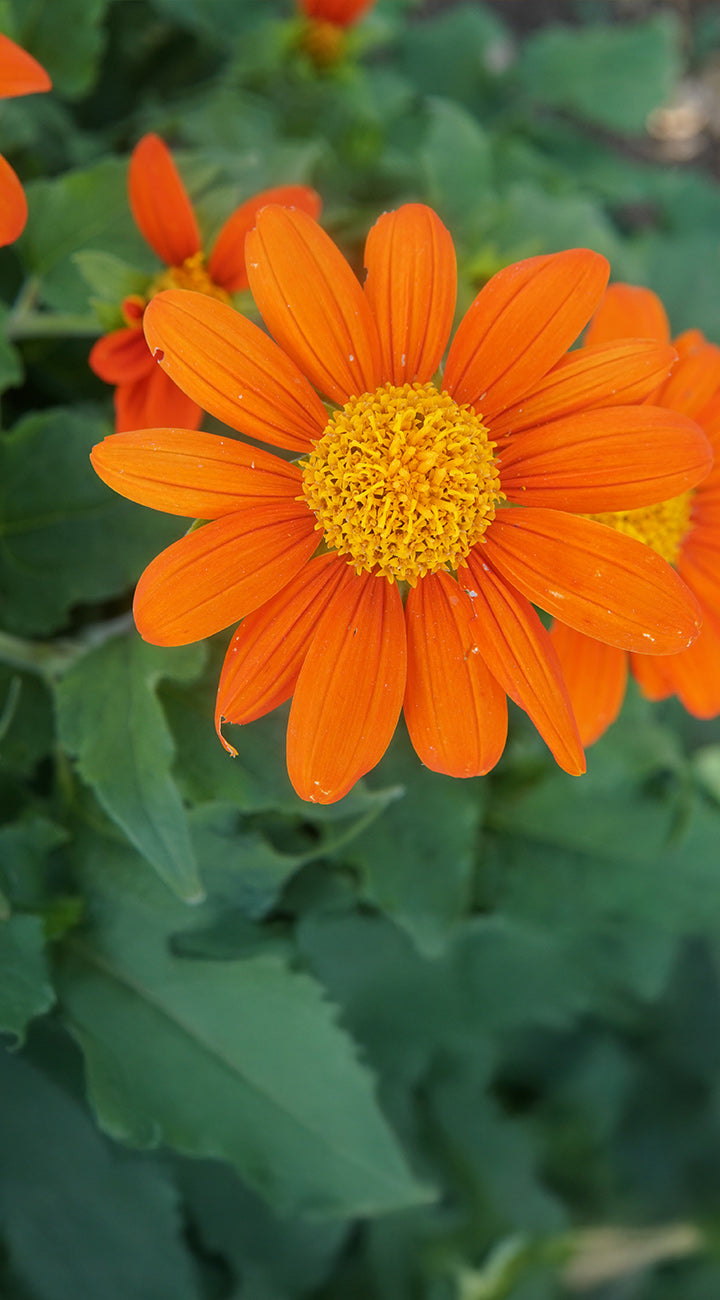 Territorial Seed Company Fiesta Del Sol Mexican Sunflower - Thumbnail 3