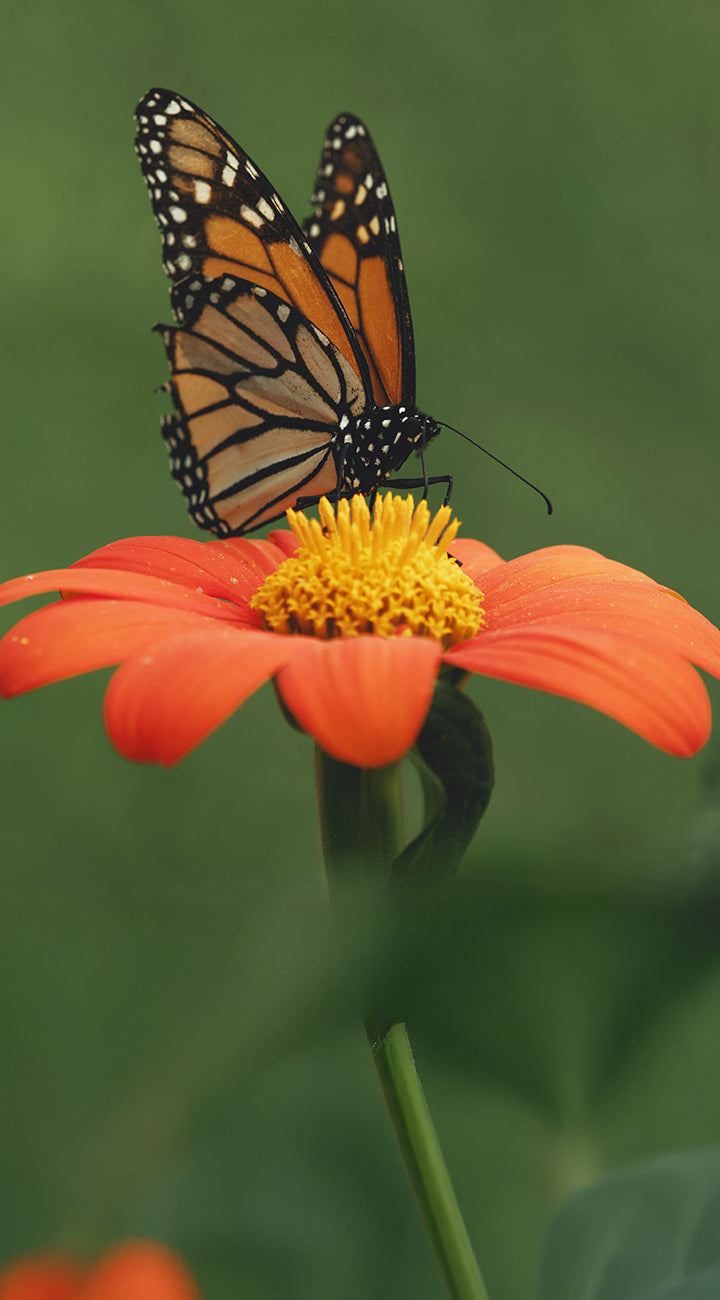 Territorial Seed Company Fiesta Del Sol Mexican Sunflower
