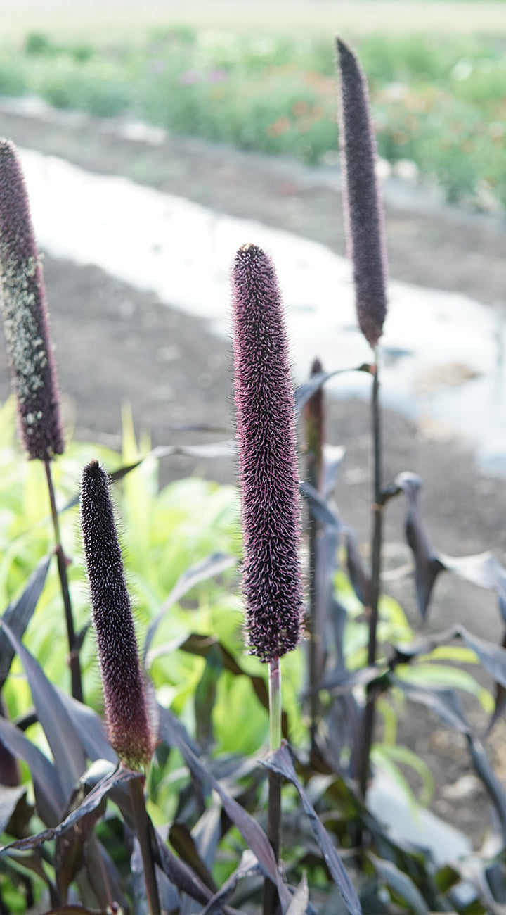 Territorial Seed Company Purple Majesty Millet - Thumbnail 5
