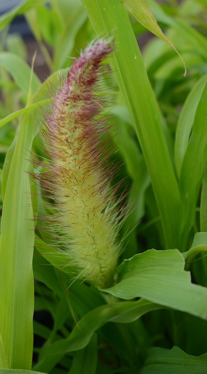 Territorial Seed Company Purple Majesty Millet - Thumbnail 3