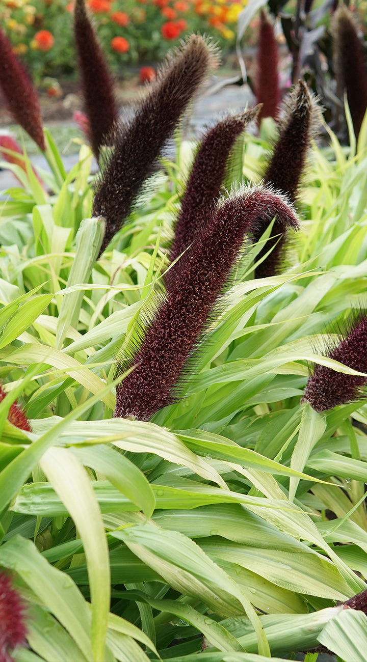 Territorial Seed Company Purple Majesty Millet