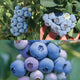 BLUEBERRY BUNDLE