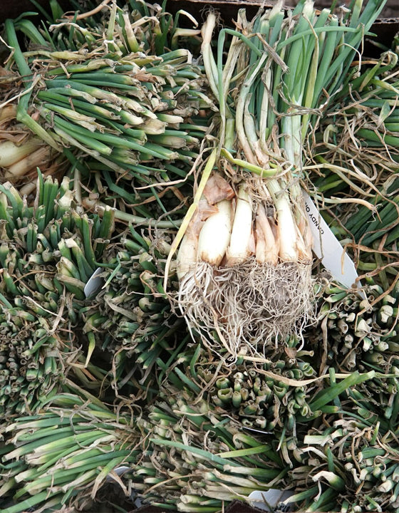 Bunch of green onions with roots still attached on a bed of similar green onions.