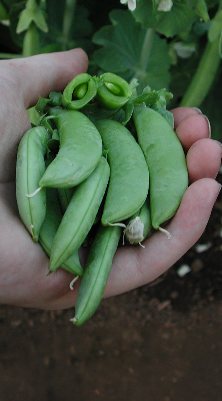 Green Beauty Pea - Thumbnail 2