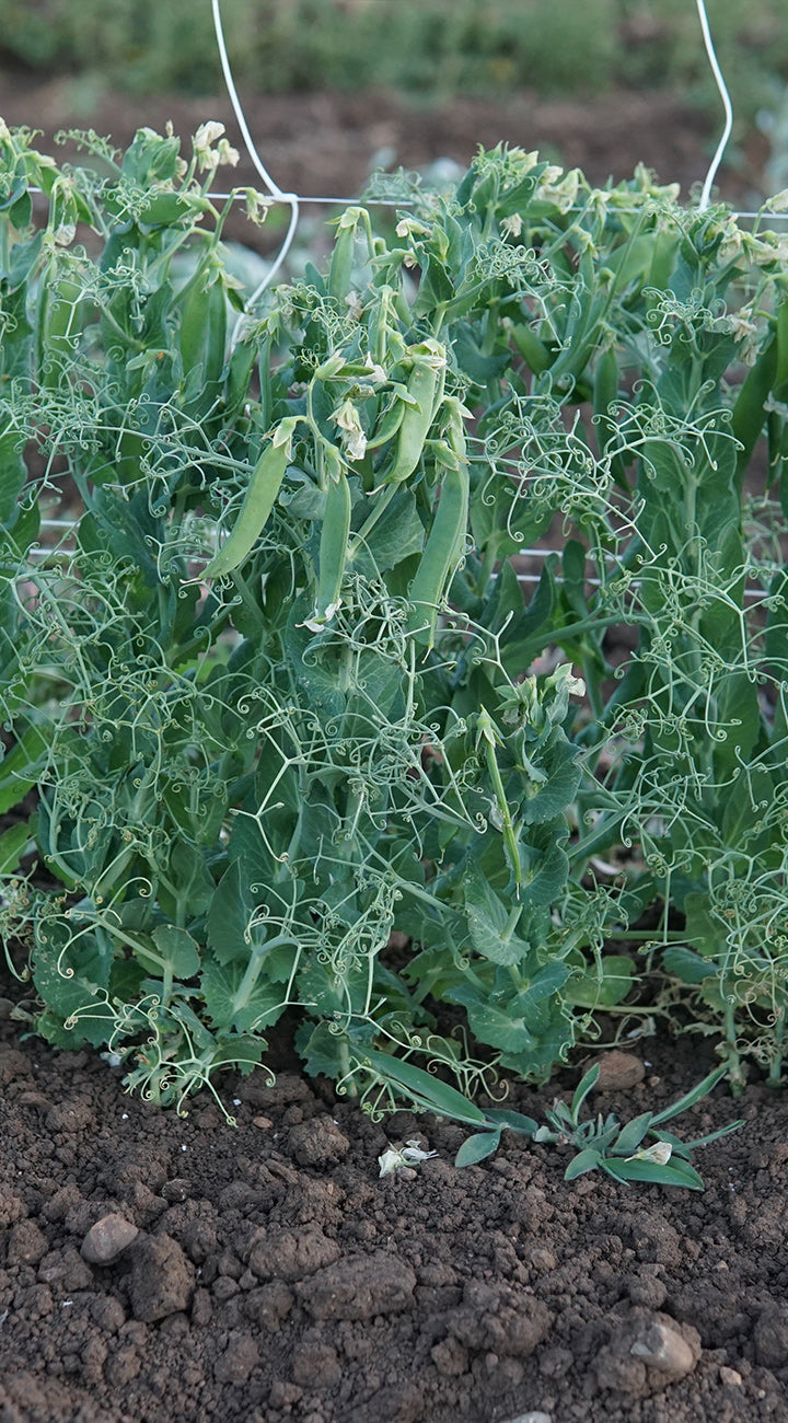 Sugar Sprint Pea - Thumbnail 2