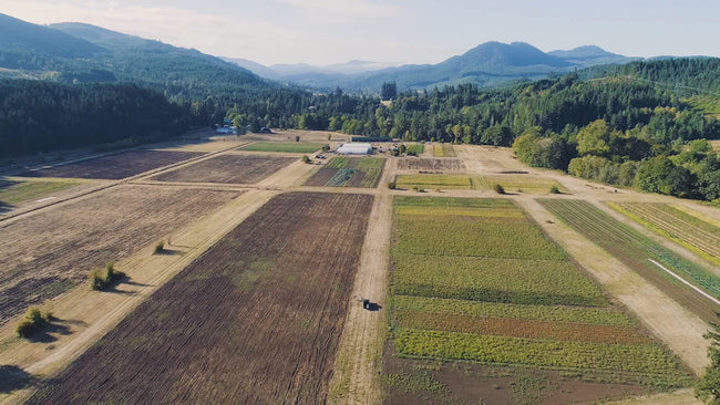 Tips on harvesting your winter squash from Territorial Seed Company
