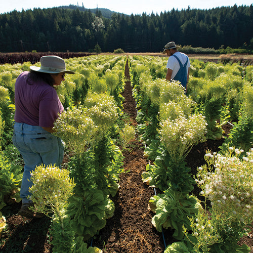 Pro Vegetable Seed Catalog Territorial Seed