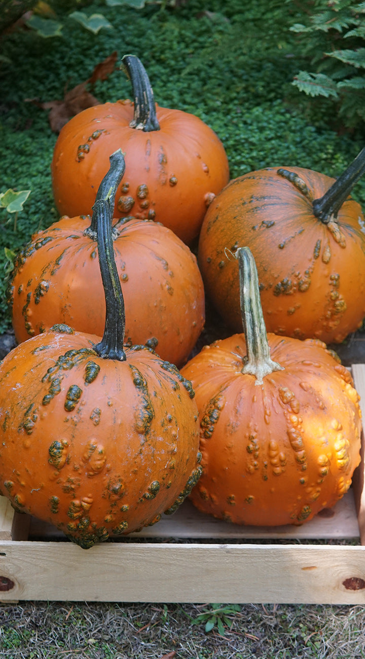 Neon Pumpkin Seed - Thumbnail 2