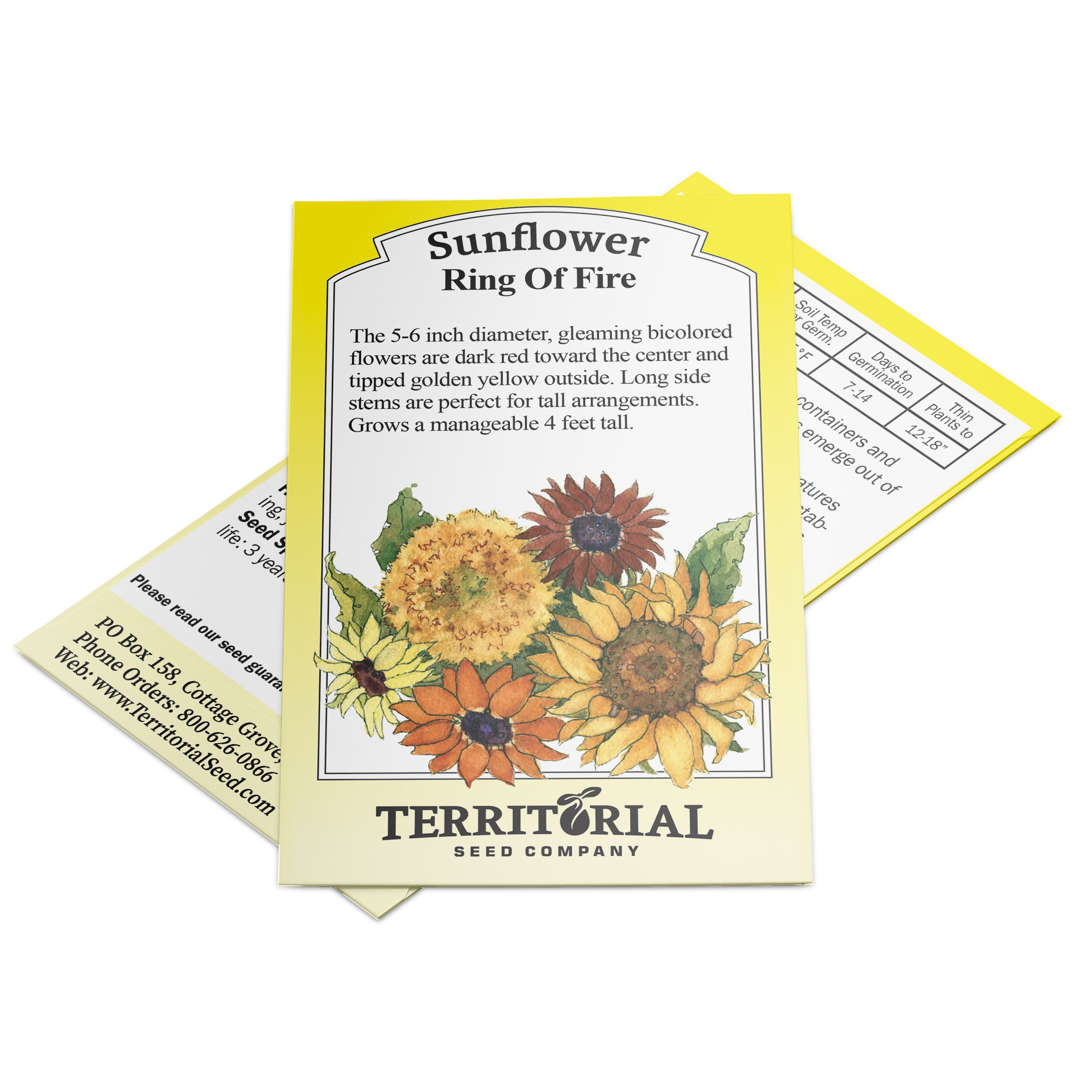 Territorial Seed Company Ring of Fire Sunflower - Thumbnail 2