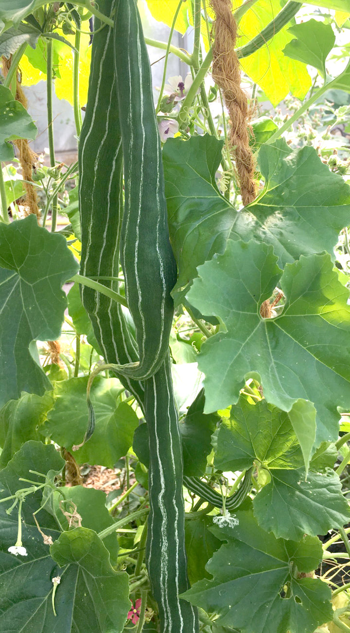 Green vine with leaves and snake gourds in a garden setting