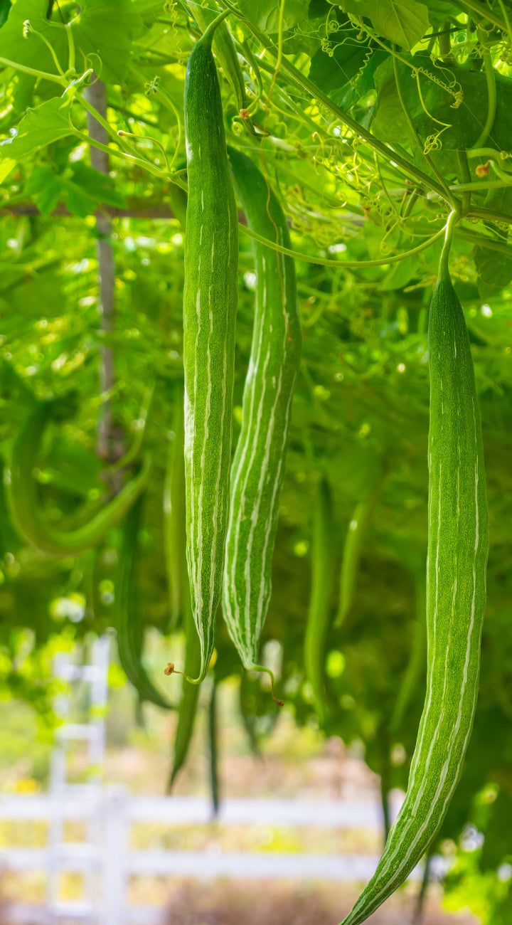 Green snake luffa gourds hanging from a trellis in a garden