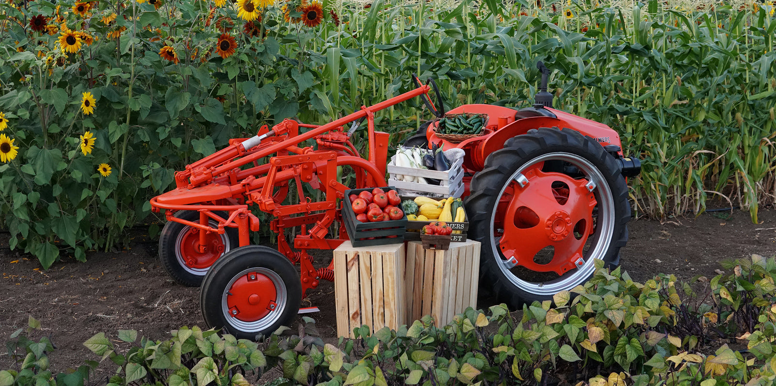 Pro Vegetable Seed Catalog Territorial Seed