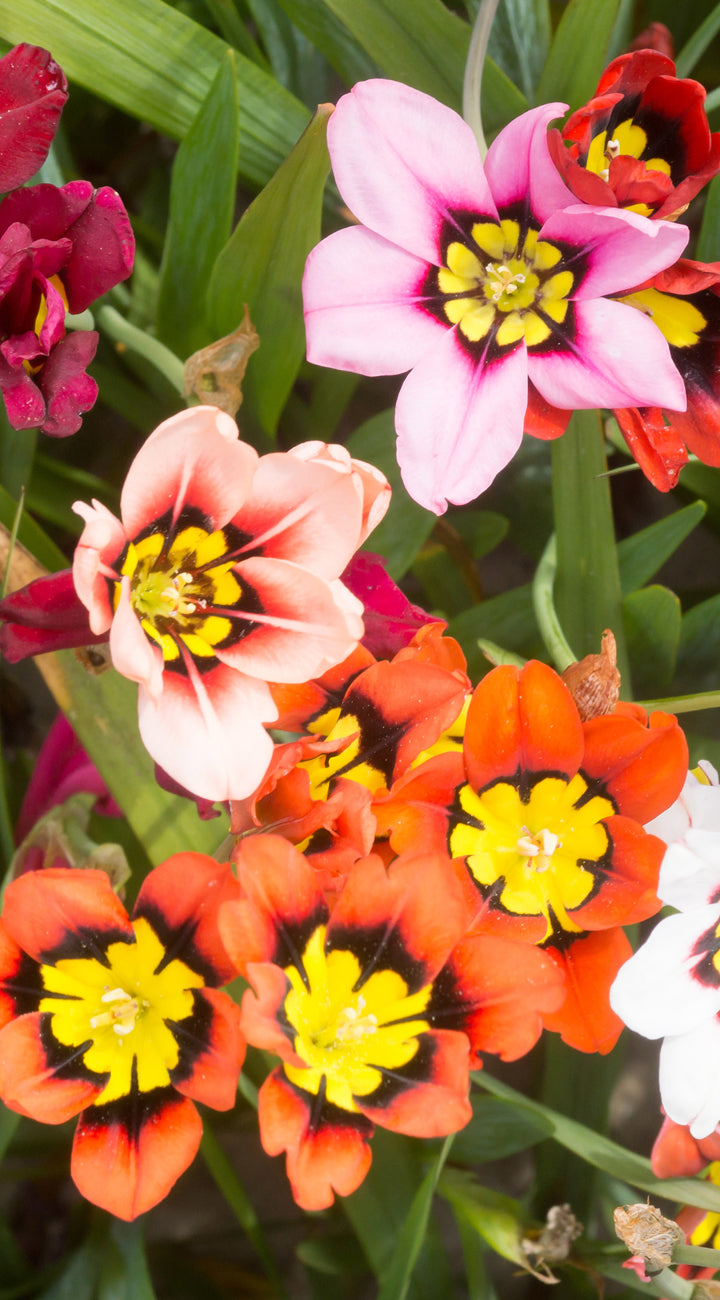 Colorful sparaxis flowers with pink, orange, and yellow centers on a green background