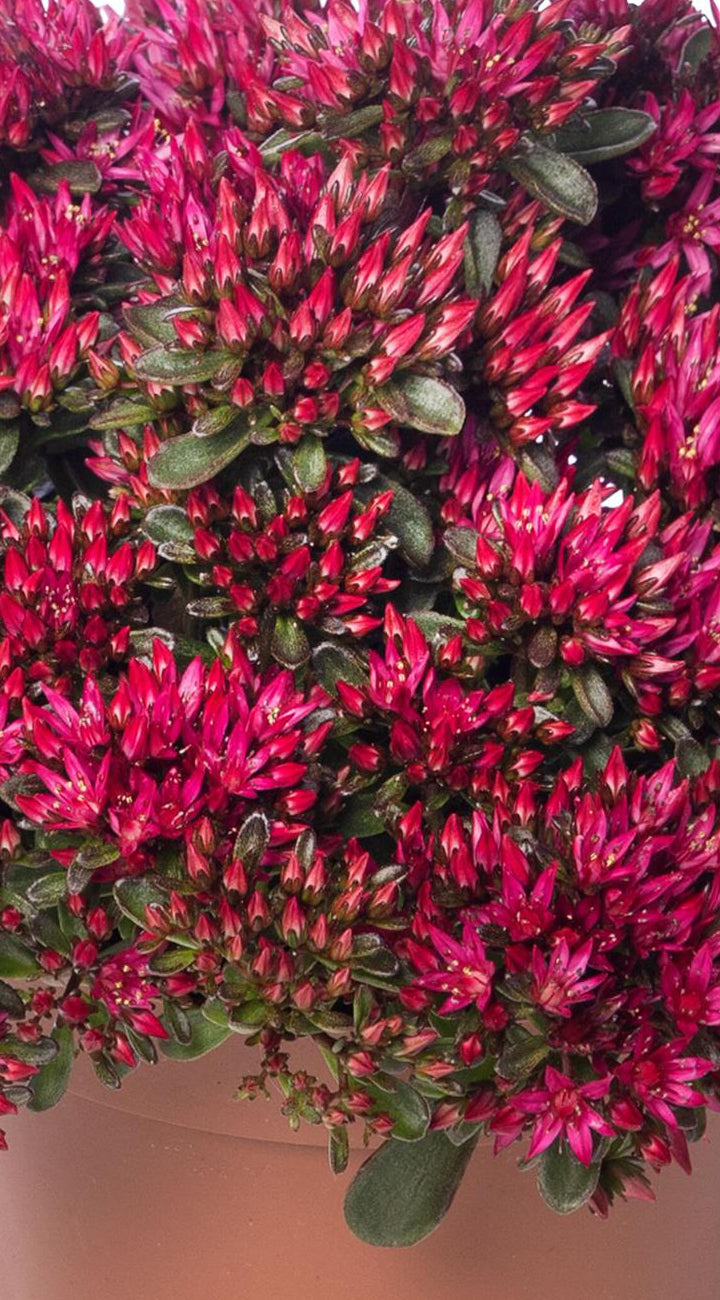 Close-up of a cluster of red flowers with green leaves.