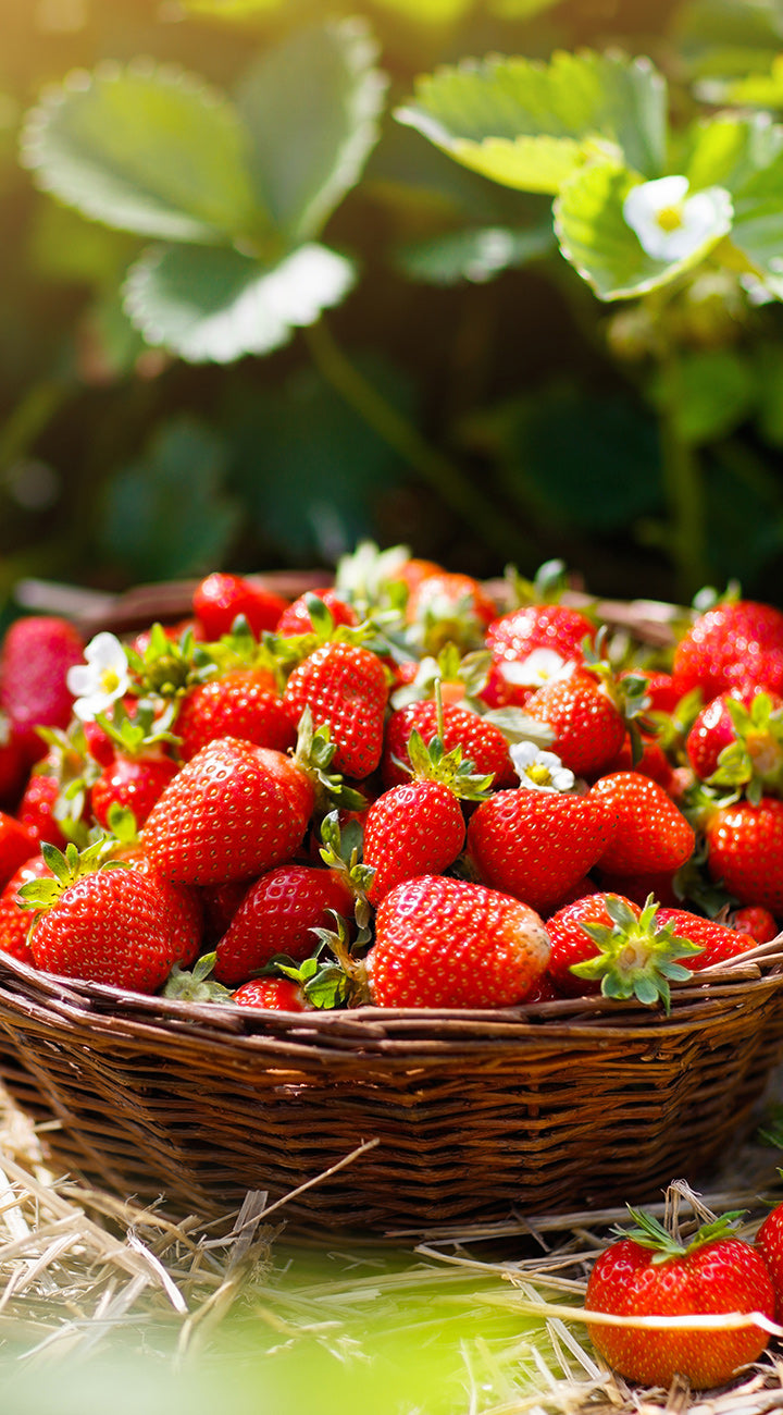 Territorial Seed Company Strawberry Bare Root - Thumbnail 4