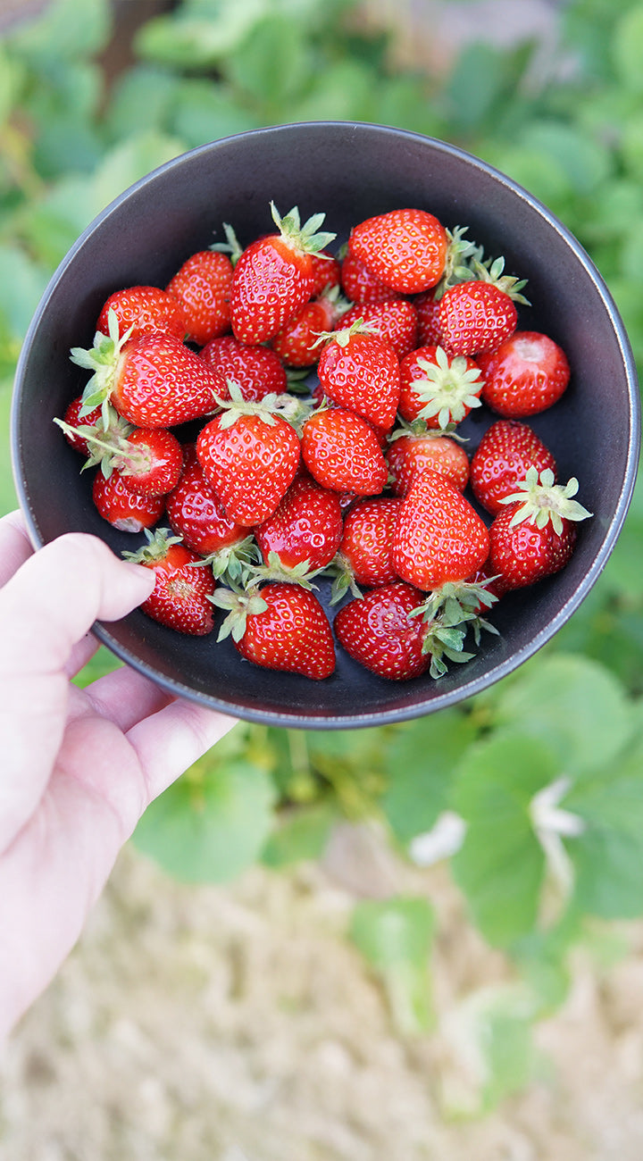 Territorial Seed Company Strawberry Bare Root