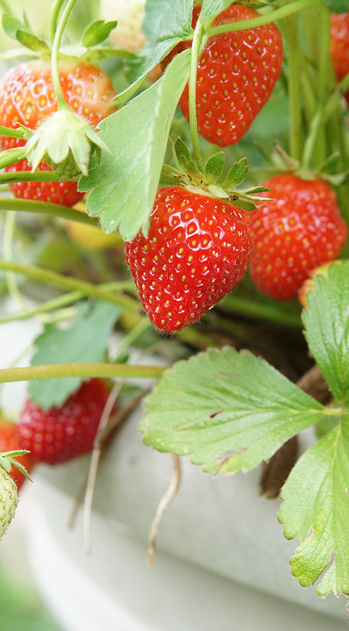 Territorial Seed Company Strawberry Bare Root - Thumbnail 2