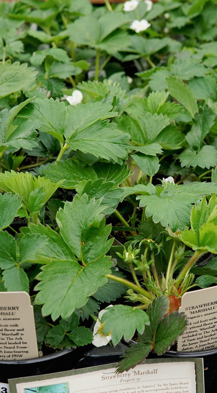 Territorial Seed Company Strawberry Bare Root - Thumbnail 3