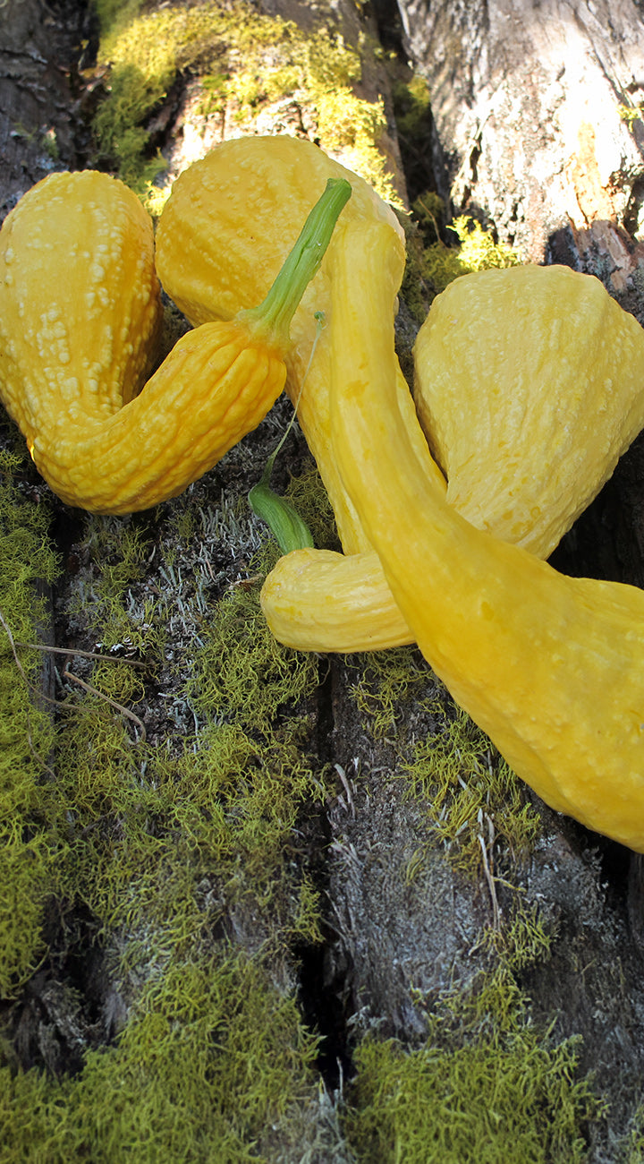 Noche Zucchini Summer Squash