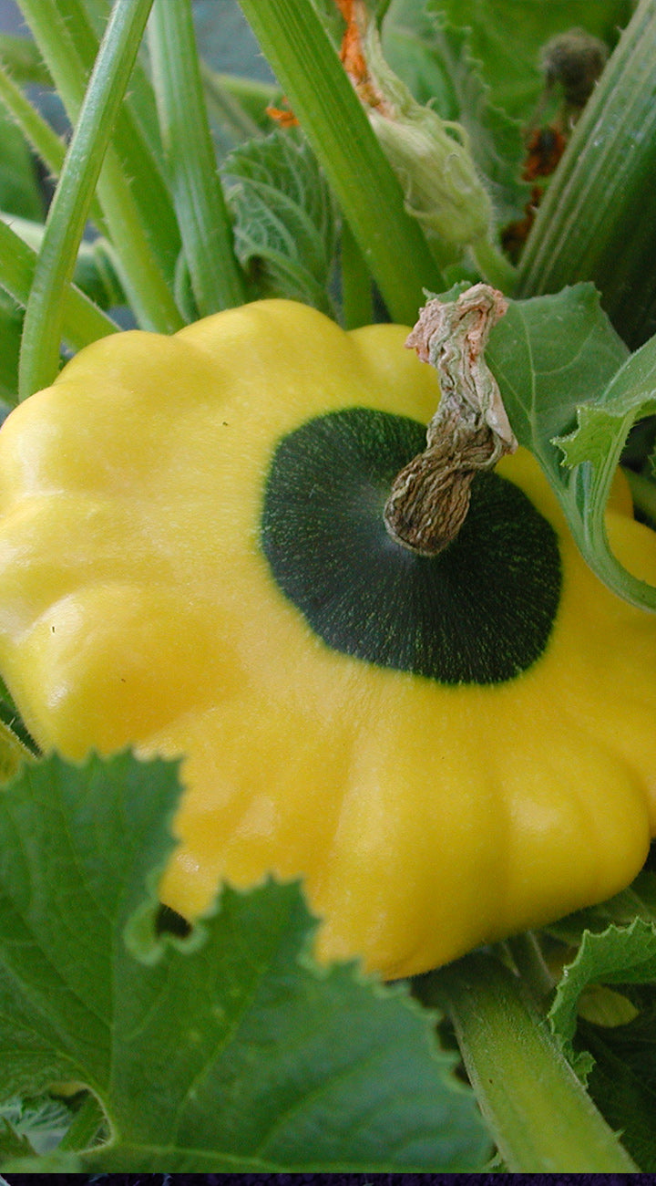 Noche Zucchini Summer Squash - Thumbnail 2