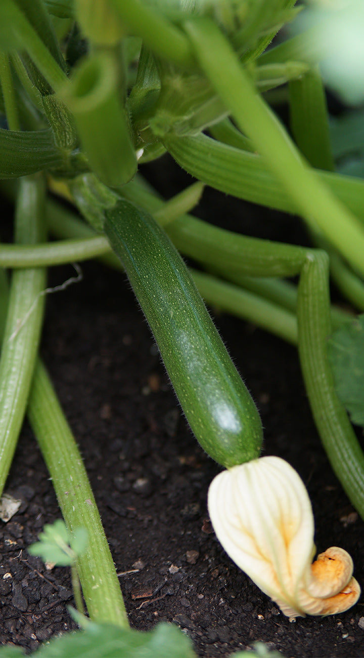 Noche Zucchini Summer Squash - Thumbnail 3