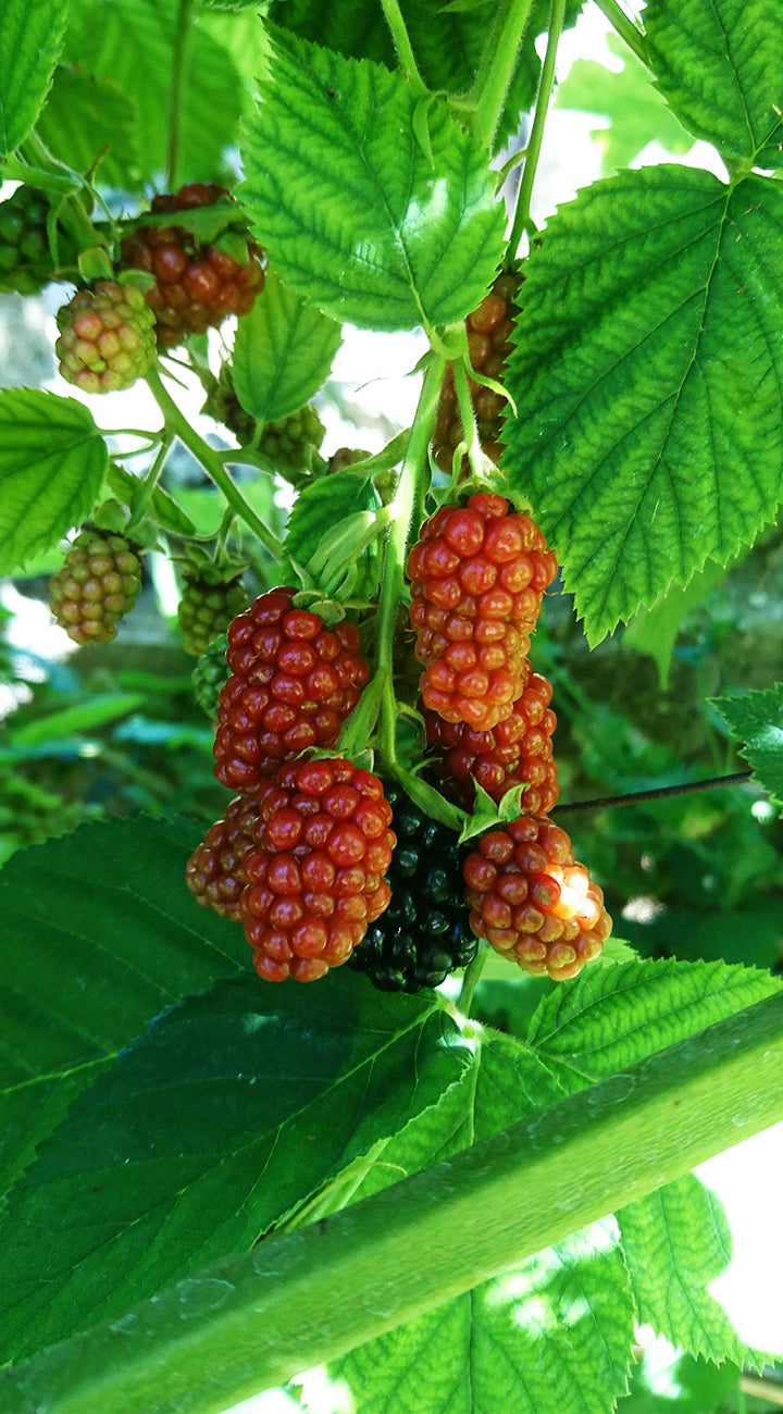 Tayberry Plant