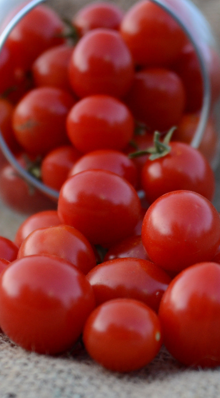 Candyland Red Tomato - Thumbnail 3