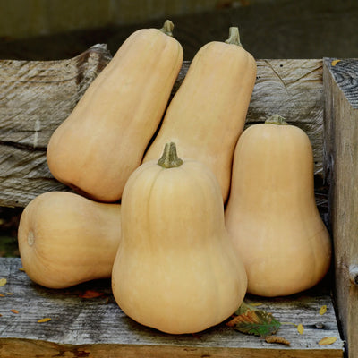 Walthan Butternut Winter Squash on table