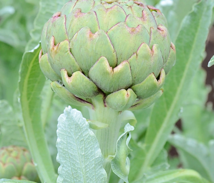 GREEN GLOBE-ARTICHOKE