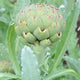 GREEN GLOBE-ARTICHOKE
