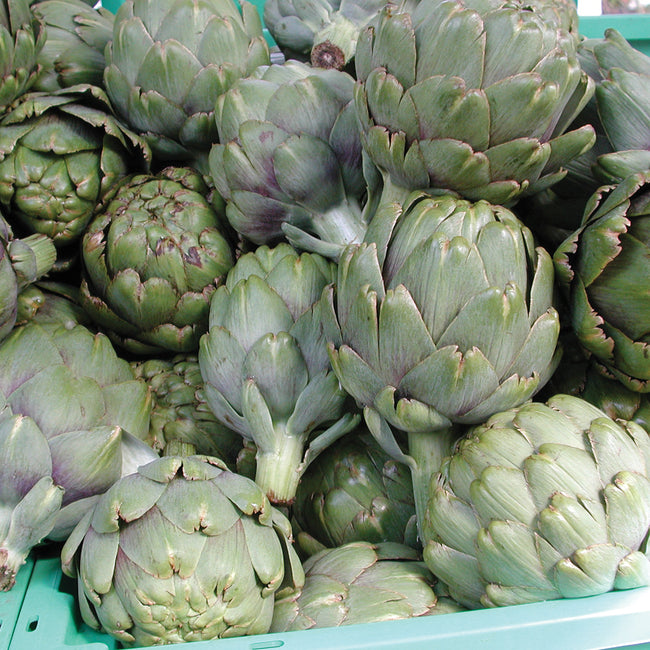 GREEN GLOBE-ARTICHOKE