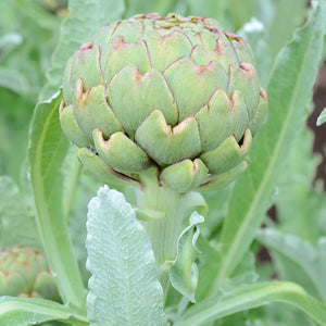 GREEN GLOBE-ARTICHOKE