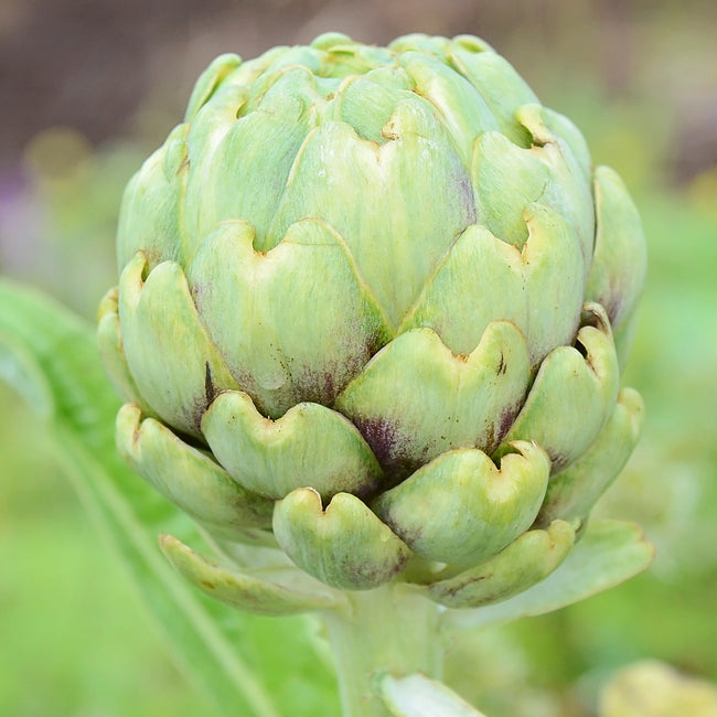 IMPERIAL STAR-ARTICHOKE
