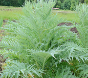 CARDOON-ARTICHOKE
