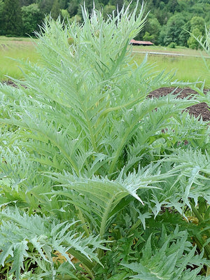 CARDOON-ARTICHOKE
