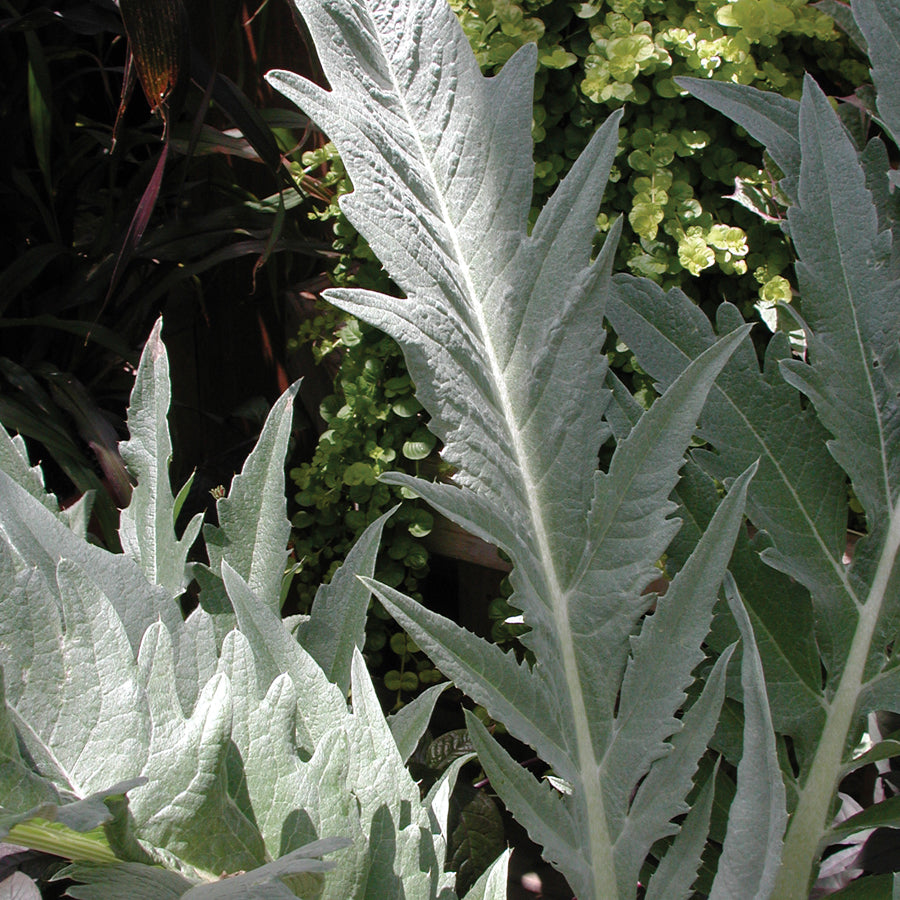 Territorial Seed Company Cardoon Artichoke - Thumbnail 2