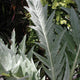CARDOON-ARTICHOKE