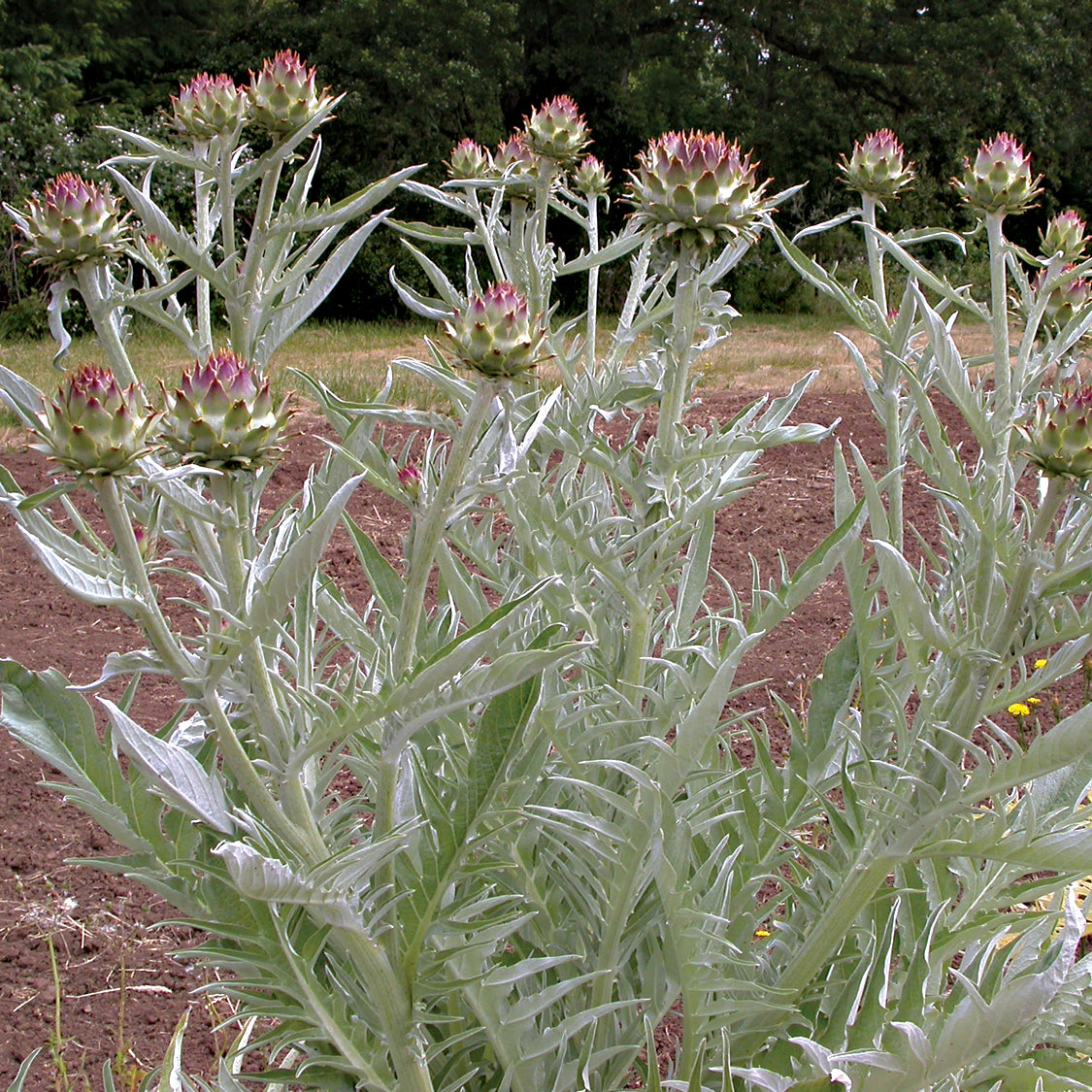 Territorial Seed Company Cardoon Artichoke