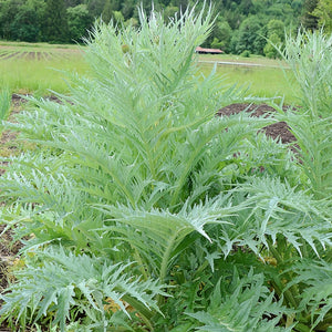 CARDOON-ARTICHOKE