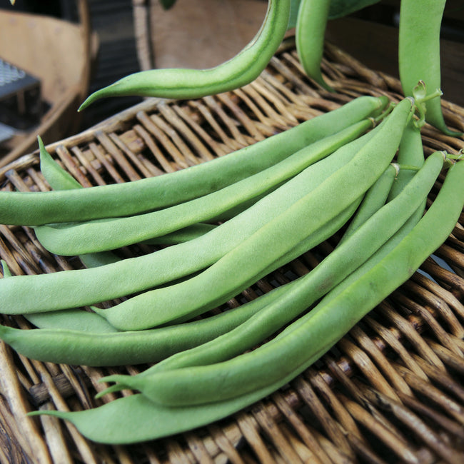 KENTUCKY WONDER-BEAN