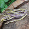 DRAGON TONGUE-BEAN