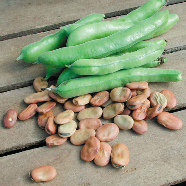 BROAD WINDSOR-BEAN