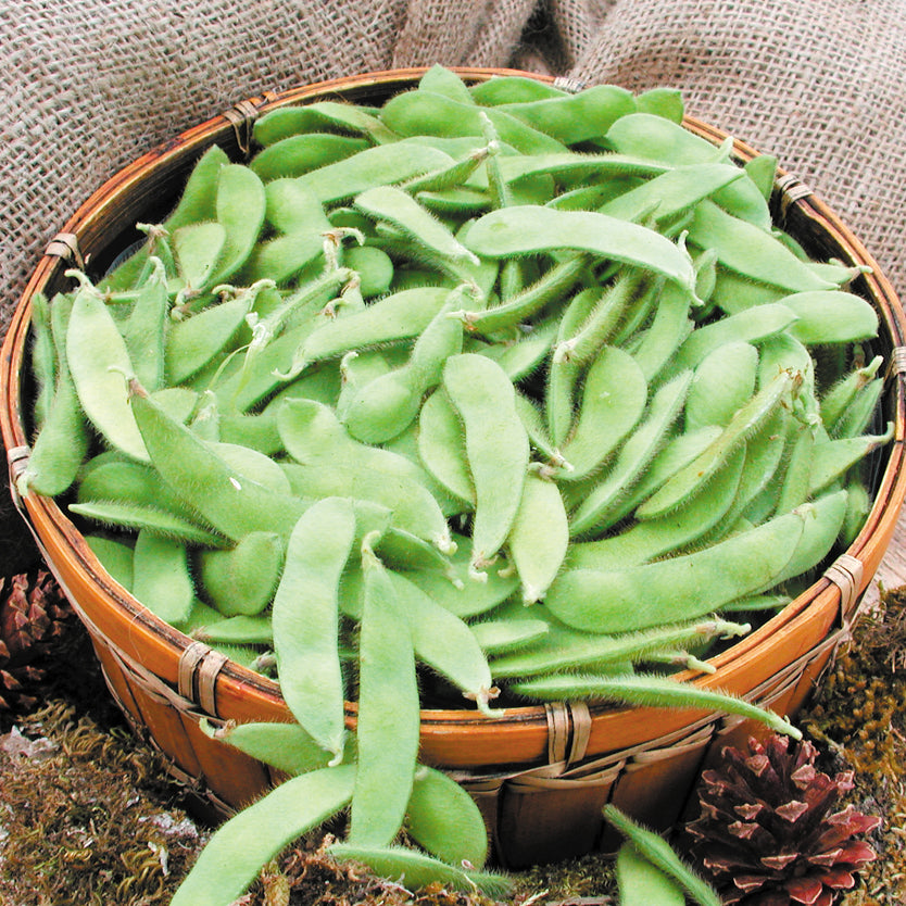 Territorial Seed Company Sayamusume Bean