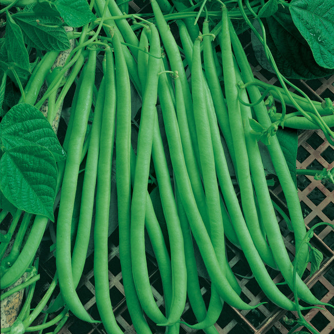 EMERITE-BEAN