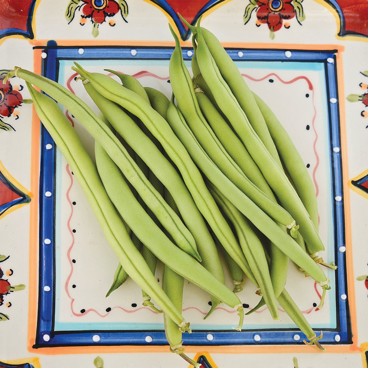 Provider Bean Seed | SEED / 1 ounce | Territorial Seed