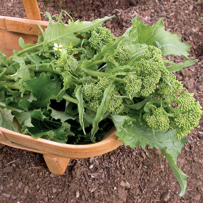 SORRENTO RAAB-BROCCOLI