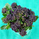 PURPLE SPROUTING-BROCCOLI