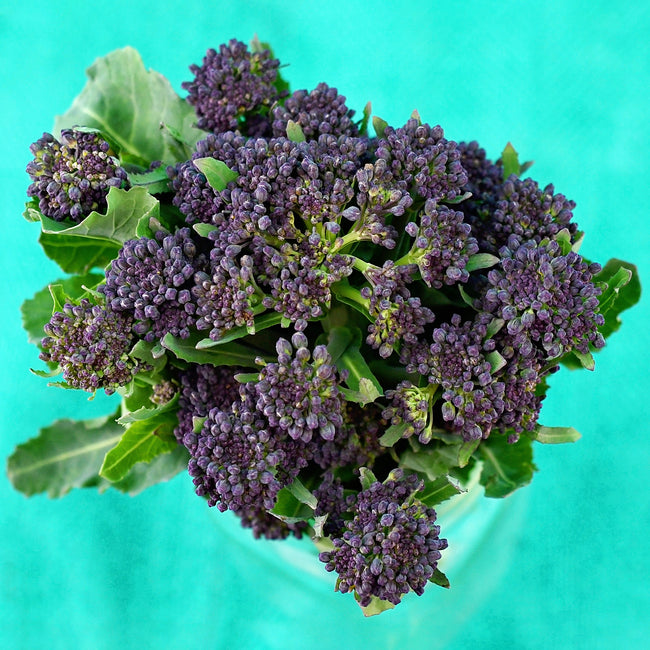 PURPLE SPROUTING-BROCCOLI