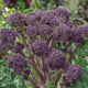 PURPLE SPROUTING-BROCCOLI