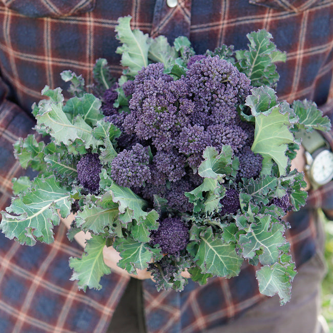PURPLE SPROUTING-BROCCOLI